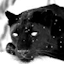 pantherinsnow