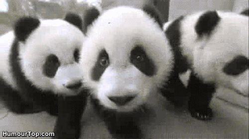 cute baby panda tumblr