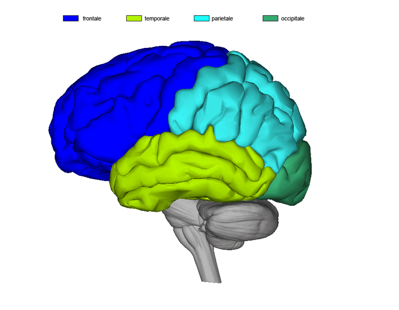 lo psicodramma dell essere l encefalo viene suddiviso in lobi cerebrali che