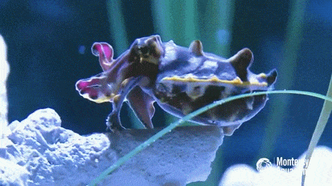 Flamboyant Cuttlefish - Amazing Feeding Action on Vimeo