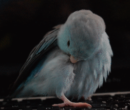 bird gif tumblr