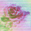 chromaticroses