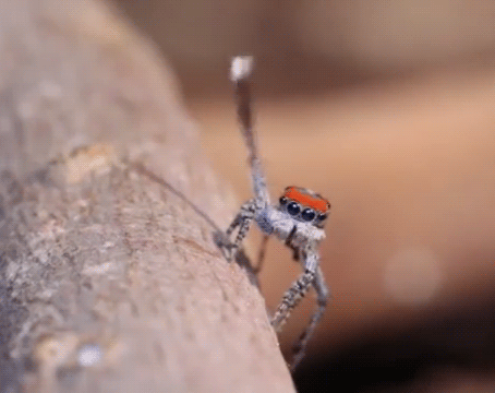 Wilo in Wiggle World — adorablespiders: peacock jumping spider