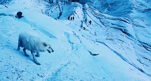 Game Of Thrones: Albino Arctic Wolf That Played Ghost Has Passed Away