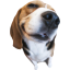 madnesscombatenjoyer