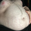 feedeems