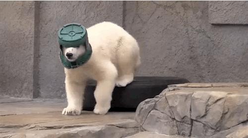 polar bear bucket hat