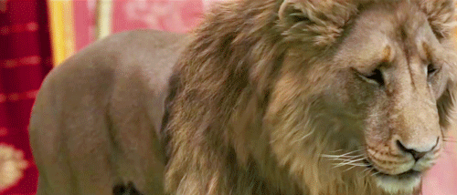 Aslan in The Chronicles of Narnia Looks So Much Better Than the CGI Lions  in The Lion King