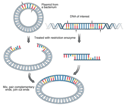 Recombinant DNA Technology - The Role Of DNA In Transformation