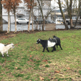 goat gif tumblr