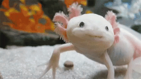 Cute Pink Axolotl