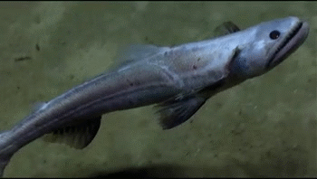 This babe is the deepsea lizardfish (Bathysaurus... - Marine Science in ...