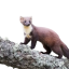 haplessmarten