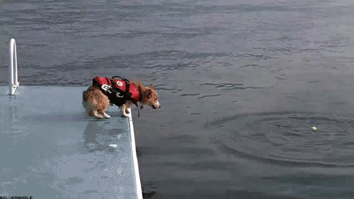 The 55 Most Hilarious Dog GIFs You Will Ever See - Shareably