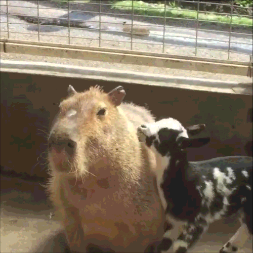 Animals Sitting on Capybaras — The mountain goat’s feet are well-suited ...