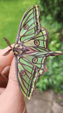 This Spanish moon moth is flaunting his good looks in the handful of days  he has left to live. Unable to eat after emer…