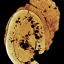 macelar
