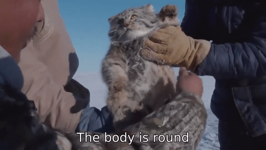 Manul – the Cat that Time Forgot
