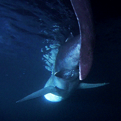 Aetherophysics for Fun and Profit — giffingsharks: A rare 16ft long Megamouth  shark