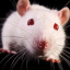 aristotletherat