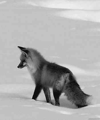 Tumblr black fox Pottermore Patronus