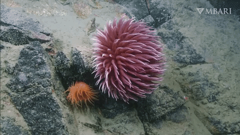 Pom-pom anemone, Animals