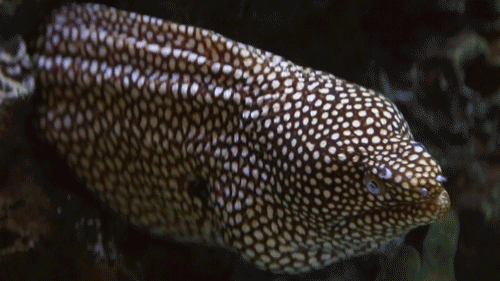 Monterey Bay Aquarium — Gulp! Did you know moray eels have to