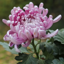 nummer7 - Chrysanthemum