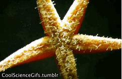 starfish gifer