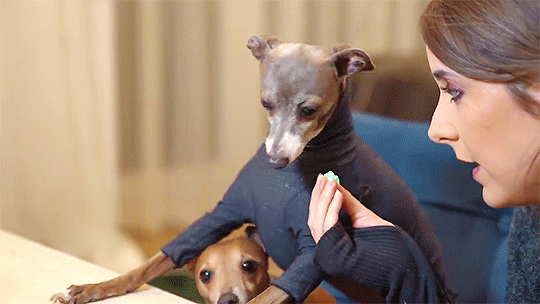 Jenna marbles hotsell dog turtleneck