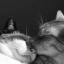 hopelessromantickittenmew