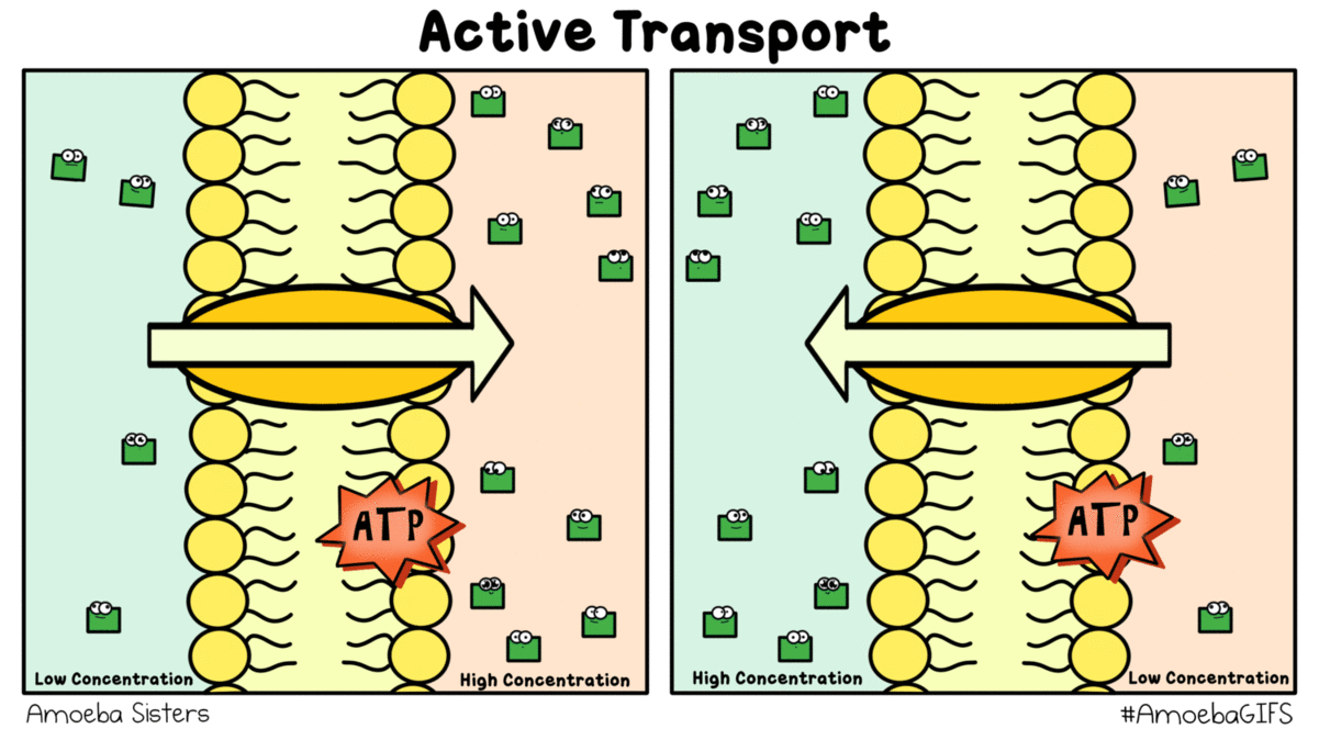 the-amoeba-sisters-active-transport-gif-created-by-the-amoeba-sisters