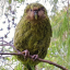 barredfinch