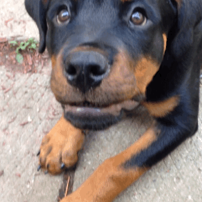what does it mean if your patronus is a rottweiler? 2