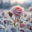 pale-rose-in-winter