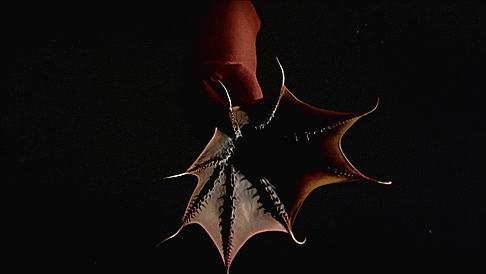 vampire squid from hell planet earth