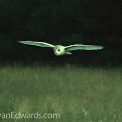 Flying Owl Gif Explore Tumblr Posts And Blogs Tumgir
