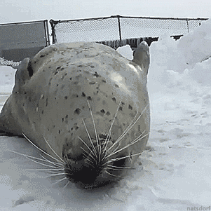Bee Brained Why Do Seals Slap Their Bellies With Their