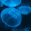 itstimetojellyfish