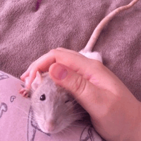 Your rat, hand it over — Louie is Fidget-approved