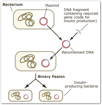 Transgenic Organisms How Are Transgenic Organisms Created