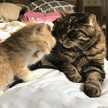 GIF #Cats #Heart #Repost #Derp #Melt #Leg #Bite, 1163422B – My r/CATS favs