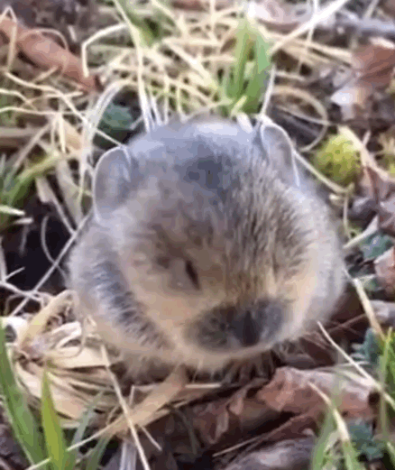 baby pika