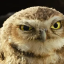 night-owl-writes1
