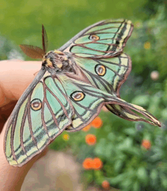 This Spanish moon moth is flaunting his good looks in the handful of days  he has left to live. Unable to eat after emer…