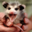 psychoticpossums