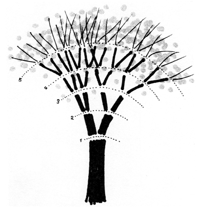 Austin Kleon from Bruno Munari Drawing A Tree A tree is a