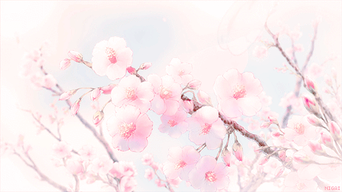 Spring Cherry Blossoms Pink Flowers Stock Photo - Download Image Now -  Cherry Blossom, Blossom, Backgrounds - iStock