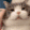 critters-comforting-compendium