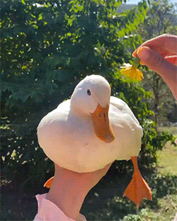 Smooth Flower Duck : r/CuteDucks